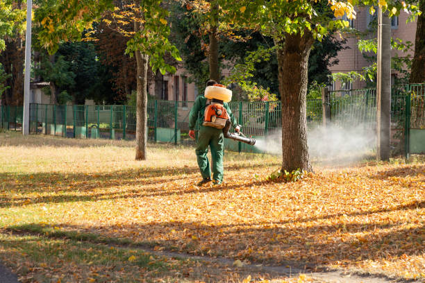 Best Affordable Pest Control Services  in Blue Island, IL