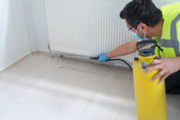 Best Ant Control Services  in Blue Island, IL